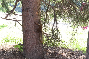 tree