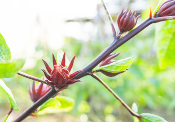 Hibiscus sabdariffa or roselle fruits flower in farm,for juice roselle tea,herbal and medicines,sweet and sour,blurred background,protect heart disease