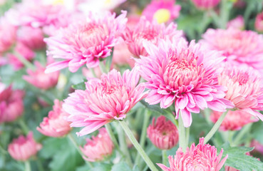 Obraz premium Pink chrysanthemum or Mums flowers blooming at flowers garden market summer season.Selective focus blurred background