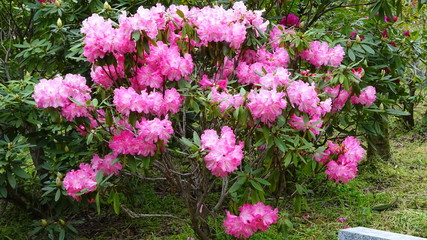 豪華に開花！シャクナゲ！