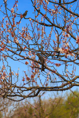 梅の木に野鳥②