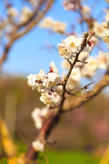 白梅①
