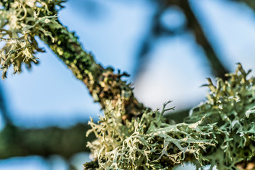 Lichen bushy as an allegory.