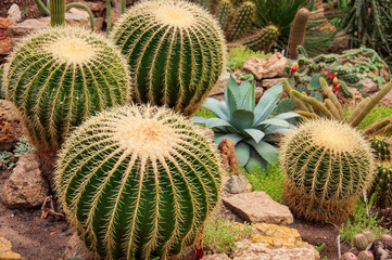 Beautiful tropical plants are growing and blooming in a botanical garden