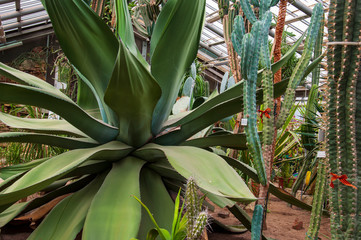 Beautiful tropical plants are growing and blooming in a botanical garden