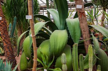 Beautiful tropical plants are growing and blooming in a botanical garden