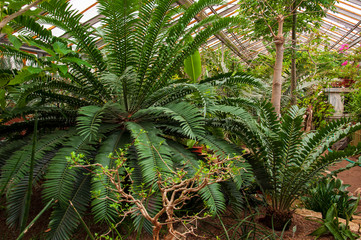 Beautiful tropical plants are growing and blooming in a botanical garden