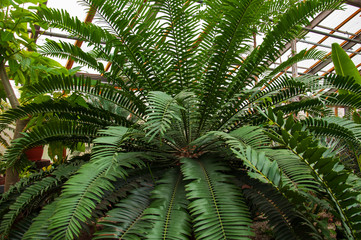 Beautiful tropical plants are growing and blooming in a botanical garden