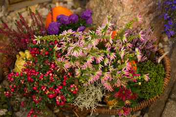 Herbstblumen 1