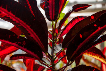 Beautiful tropical plants are growing and blooming in a botanical garden