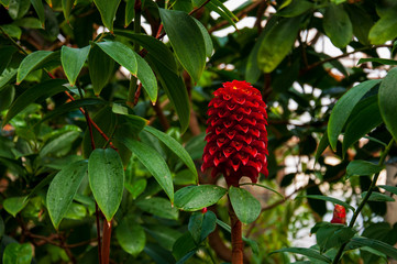Beautiful tropical plants are growing and blooming in a botanical garden