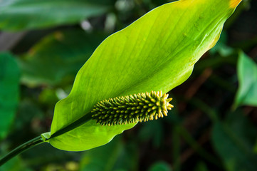 Beautiful tropical plants are growing and blooming in a botanical garden