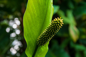Beautiful tropical plants are growing and blooming in a botanical garden
