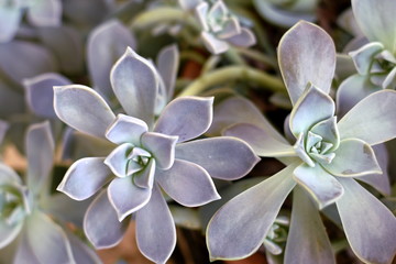 Ghost plant, graptopetalum paraguayense, mother of pearl, sedum weinbergii, succulent in selective focus.