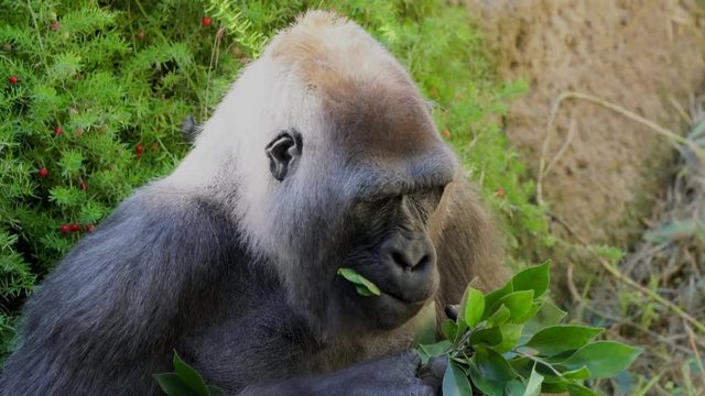 This close up video show a wild gorilla in Africa eating greenery and leaves while sitting and thinking.