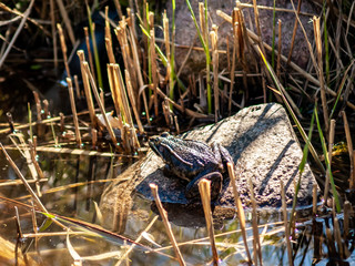 Frog