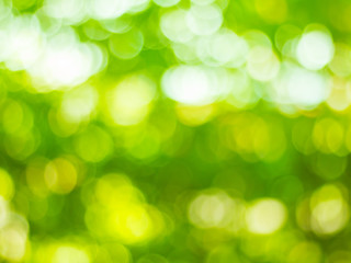 green nature ligth background, abstract green bokeh, blur