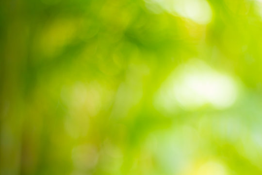 green nature ligth background, abstract green bokeh, blur