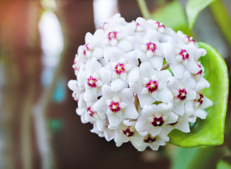White Hoya carnosa flowers  bouquet star red pollen shape flower.Colorful plant summer season. Wax...