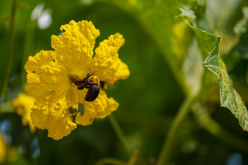 new bud, flower, leaves and more of the loofah plant in nature with small insects