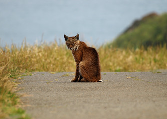 San Francisco - Marin Headlands wild cat