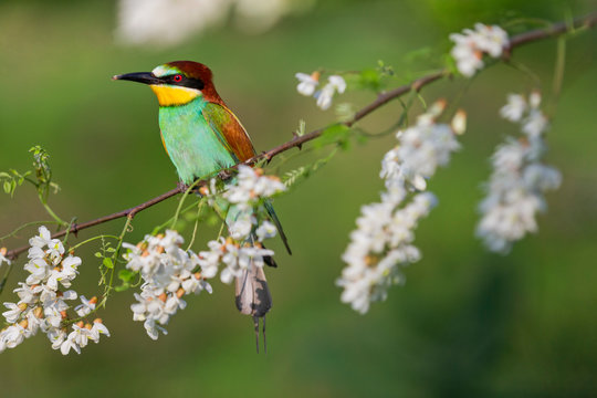 beautiful bright bird sitting on a branch with flowers of white acacia