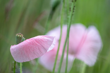 Bezaubernde Blüten begrüßen Frühling und Sommer und bieten Insekten wie Bienen Nahrund in Form von Pollen, Blütenpollen und Nektar für Honig und Bestäubung