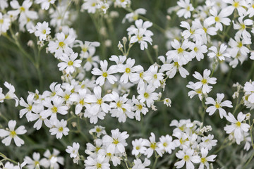delicate little white flowers in spring