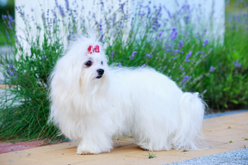 Cute maltese dog