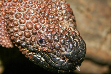 Beaded lizard head close up