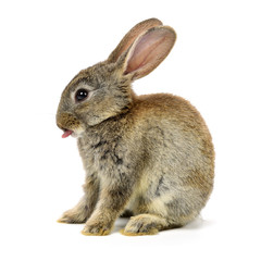 rabbit on a white background 