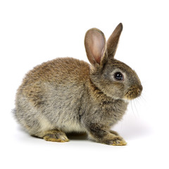 rabbit on a white background 