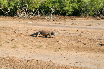 Komodo dragon walking on floodplain