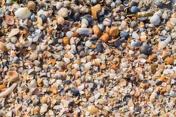 sea beach with shells closeup. Detailed texture or background