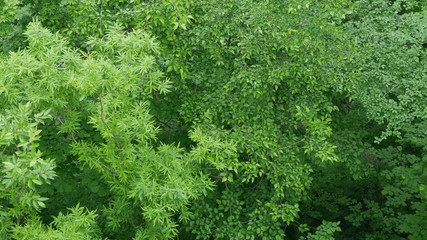 background of green leaves