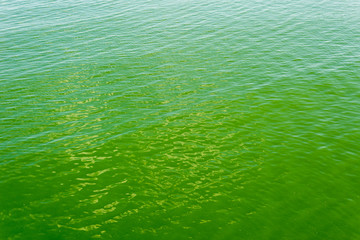 green sea with cyanobacterias. global warming.