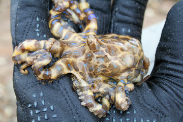 Blue ringed octopus in diving glove close up