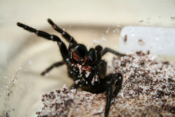 Sydney Funnelweb Spider showing fangs
