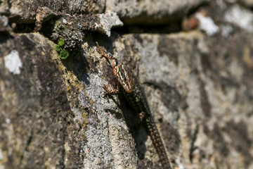 Wall lizard on old brick wall