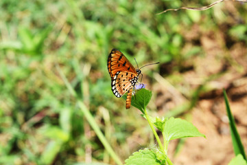 The Tawny Coster (Acraea terpsicore) butterfly seeking nectar on flower with natural green background ,  Black stripes assembled with black and white spots on orange color insect wing
