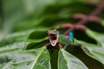 Lizard in tree opening mouth