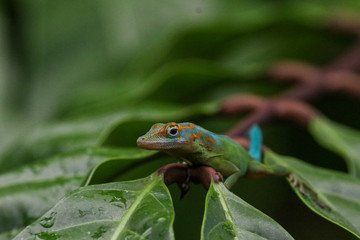 Green gecko on tropical tree