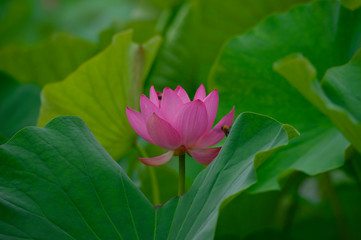 Fototapeta premium Blooming lotus flowers in the park