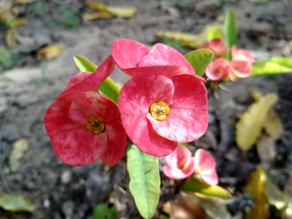 Obraz premium Red Flower