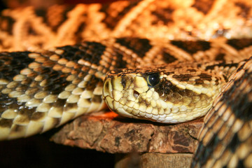 Large Diamonback Rattlesnake resting on wood