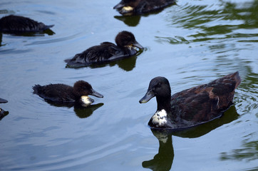 Duck family.Duck and ducklings on the pond. Eastern Europe