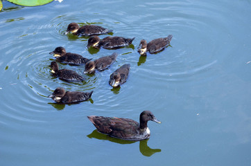 Duck family.Duck and ducklings on the pond. Eastern Europe