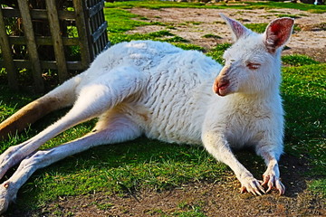 オーストラリア　メルボルンAustralia Melbourne