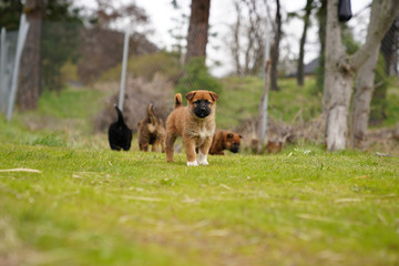 Puppy looking into the camera, group of puppies in field outside