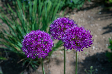 Blooming allium hollandicum in a garden with a green background in a summer garden, giant violet ion flowers blooming (Allium Giganteum)